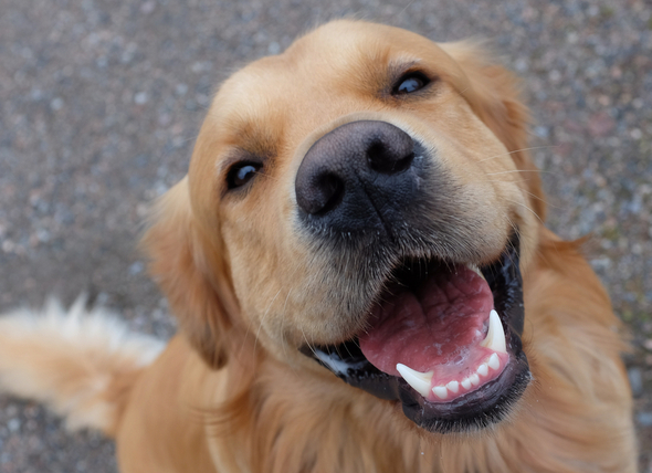 dog smiling